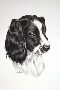 Spaniel drawing